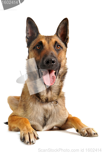 Image of malinois