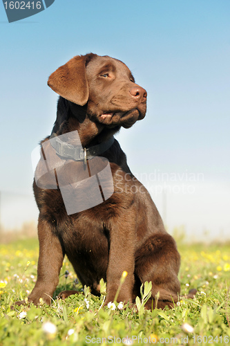 Image of puppy labrador retriever