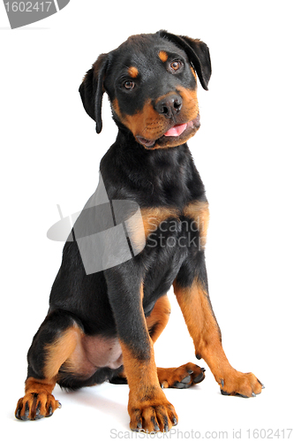 Image of rottweiler