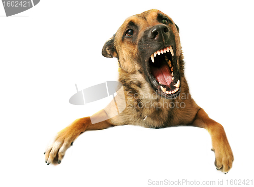 Image of aggressive dog