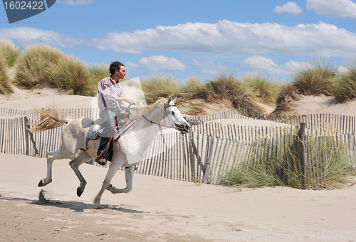 Image of galloping horse