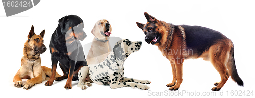 Image of group of dogs