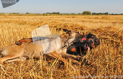 Image of two dogs playing