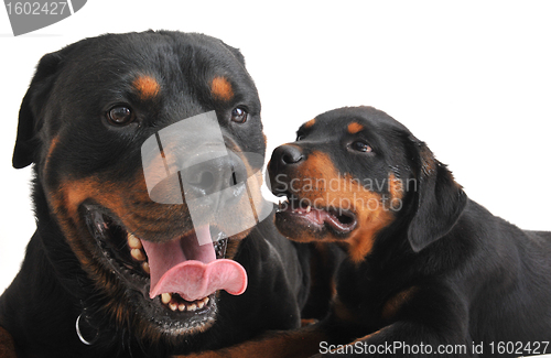 Image of two rottweilers