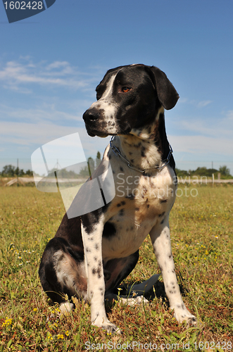 Image of hunting dog