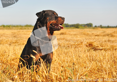 Image of rottweiler in a field