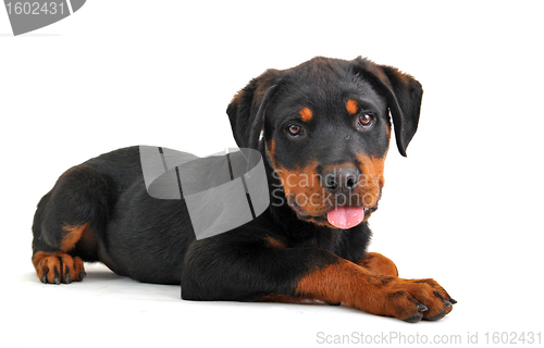 Image of rottweiler