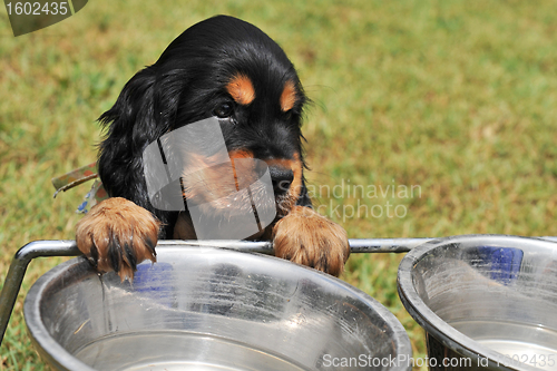 Image of puppy english cocker