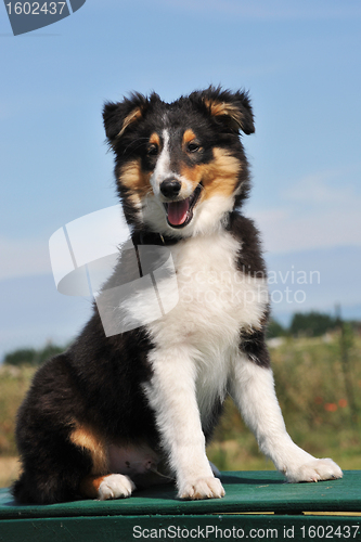 Image of puppy shetland