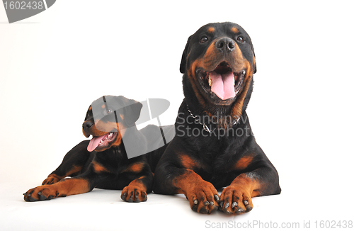 Image of two rottweilers