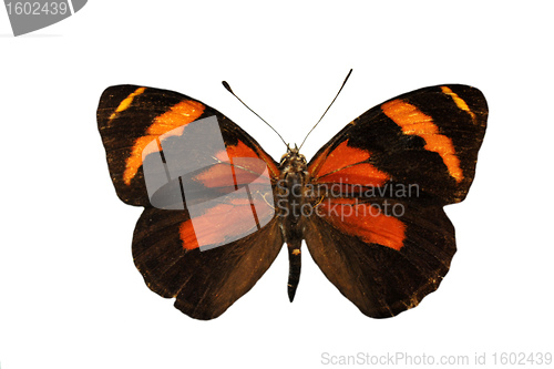 Image of colorful butterfly