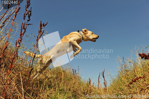 Image of jumping labrador