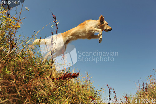 Image of jumping dog