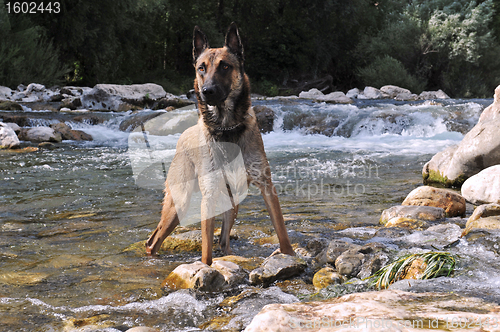 Image of belgian shepherd