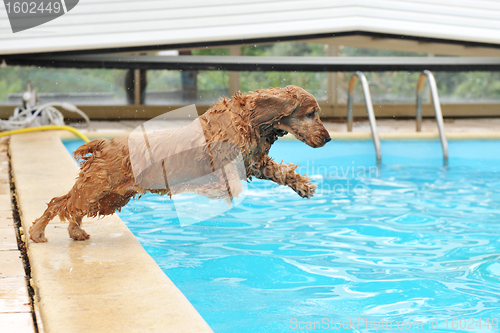Image of swimming cocker
