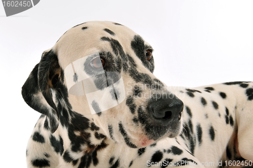 Image of Dalmatian