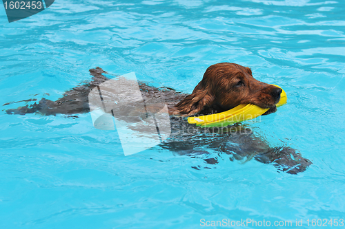 Image of swimming cocker