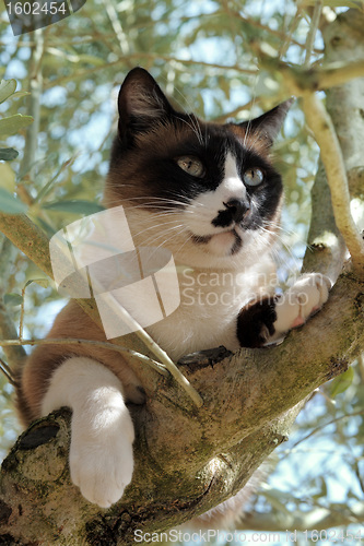 Image of Siamese Cat in a tree