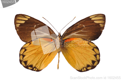 Image of yellow butterfly