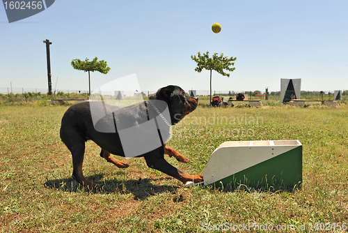 Image of flyball