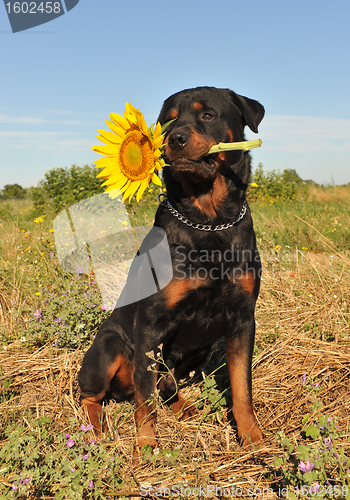 Image of rottweiler and sunflower