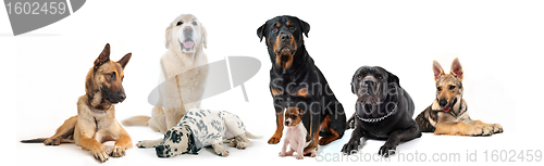 Image of dogs
