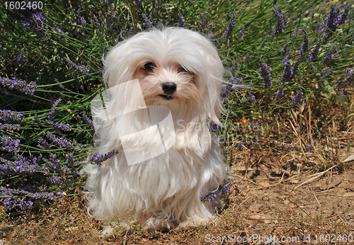 Image of maltese dog