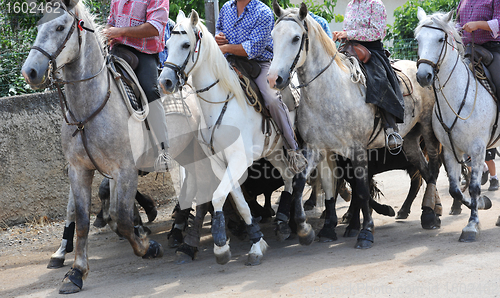 Image of camargue horses