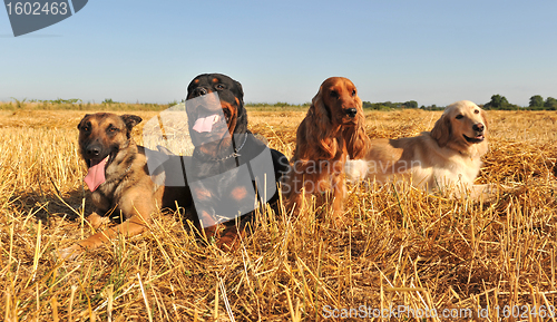 Image of four dogs