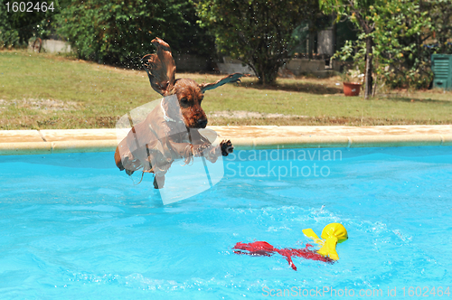 Image of jumping cocker spaniel