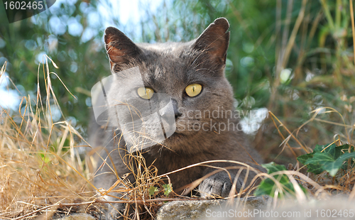 Image of chartreux cat