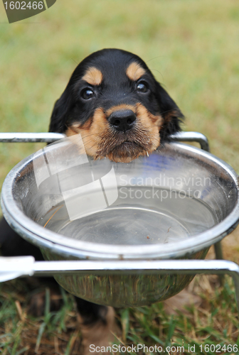 Image of puppy drinking