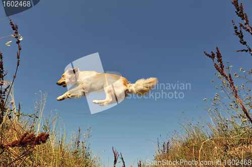 Image of jumping dog