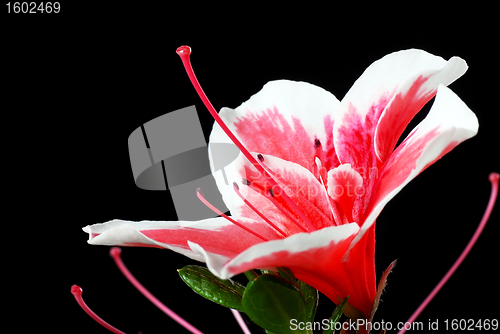 Image of Pink Azalea flower