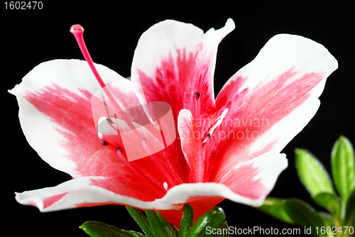 Image of Pink Azalea flower