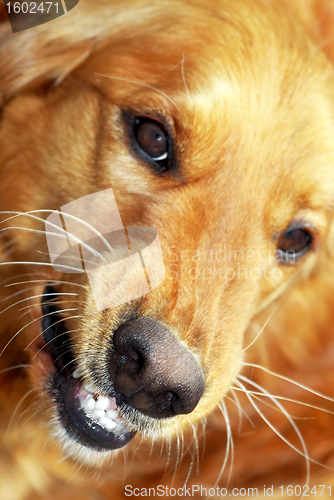 Image of Dog portrait