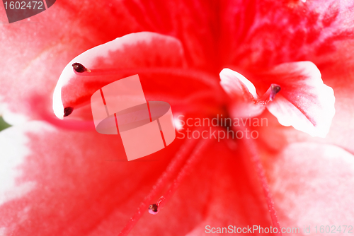 Image of Pink Azalea flower