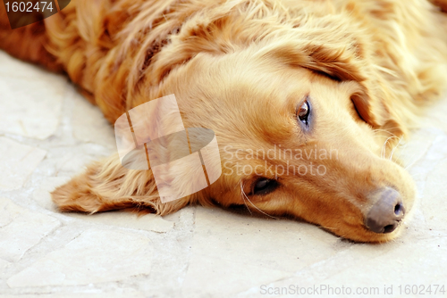 Image of Dog portrait