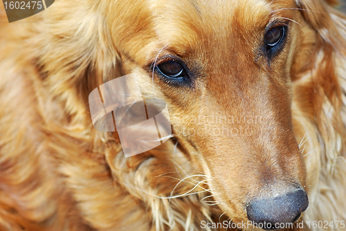 Image of Dog portrait