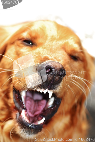 Image of Dog portrait