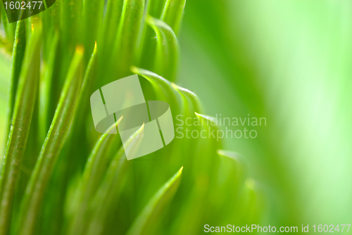 Image of Green leaf background