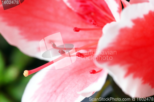 Image of Pink Azalea flower