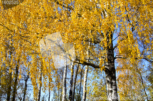 Image of Background of birch tree branches golden leaves 