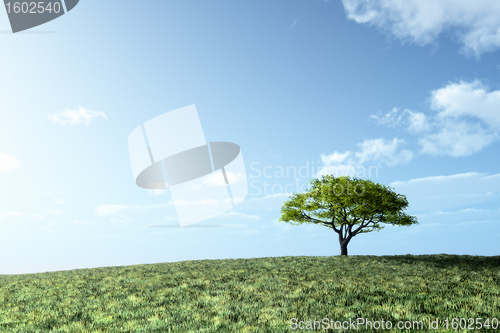 Image of lonely tree