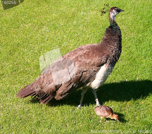 Image of Peacock mom and baby