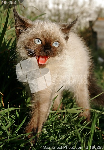 Image of the siamese kitten