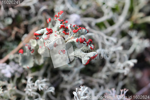 Image of Cladonia coccifera Lichen (Red Pixie Cup)