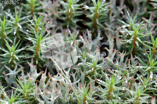 Image of Waterdrops on Polytrichum Moss and Cladonia Lichen