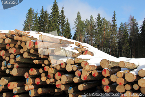 Image of Pile of Softwood Logs in Spruce Forest