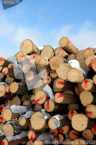 Image of Cut Softwood Logs and Blue Sky